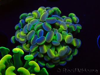 WYSIWYG Euphyllia paraancora (Mariculture acclimaté sous LED) 4B5
