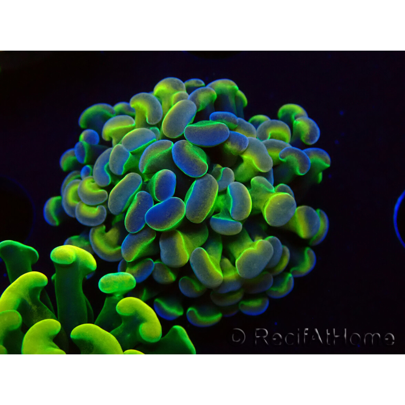 WYSIWYG Euphyllia paraancora (Mariculture acclimaté sous LED) 4B5