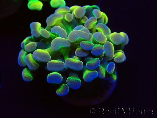 WYSIWYG Euphyllia paraancora (Maricoltura acclimatata sotto LED) 4B5