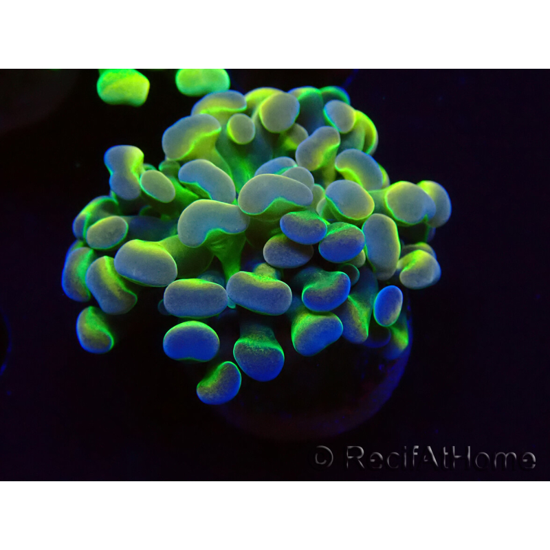 WYSIWYG Euphyllia paraancora (Mariculture acclimaté sous LED) 4B5