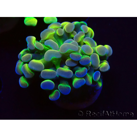 WYSIWYG Euphyllia paraancora (Marikultur unter LED akklimatisiert) 4B5