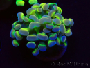 WYSIWYG Euphyllia paraancora (Maricoltura acclimatata sotto LED) 4B5