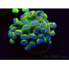 WYSIWYG Euphyllia paraancora (Mariculture acclimaté sous LED) 4B5