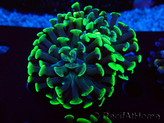 WYSIWYG Euphyllia paraancora(Mariculture acclimaté sous LED) 4C1