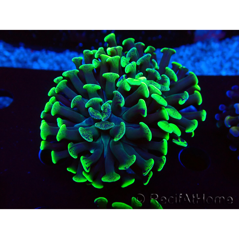 WYSIWYG Euphyllia paraancora (Mariculture acclimated under LED) 4C1