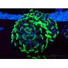 WYSIWYG Euphyllia paraancora (Maricultura aclimatada bajo LED) 4C1