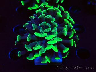 WYSIWYG Euphyllia paraancora (Maricultura aclimatada bajo LED) 4C4