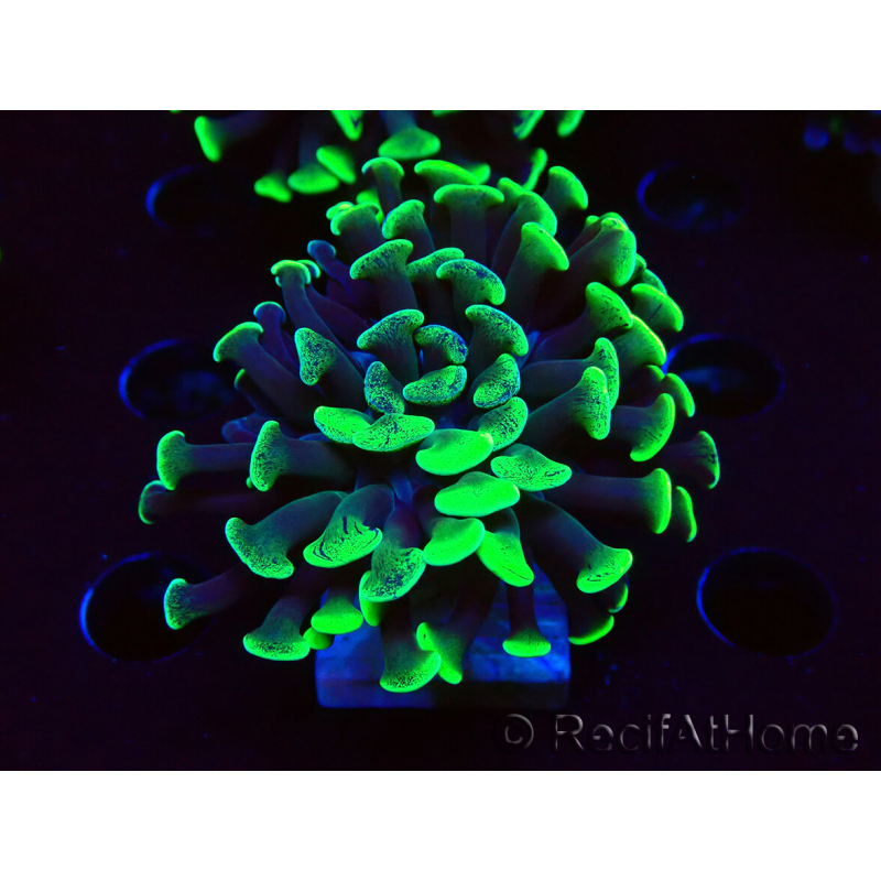 WYSIWYG Euphyllia paraancora (Maricultura acclimatata sotto LED) 4C4