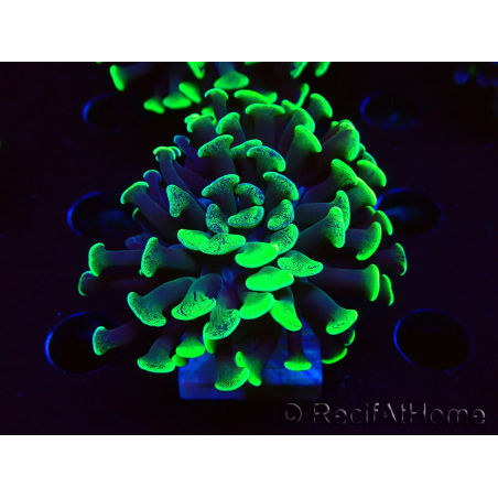WYSIWYG Euphyllia paraancora (Maricultura acclimatata sotto LED) 4C4