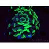 WYSIWYG Euphyllia paraancora (Maricultura acclimatata sotto LED) 4C4
