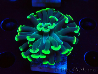 WYSIWYG Euphyllia paraancora (Mariculture acclimated under LED) 4C5