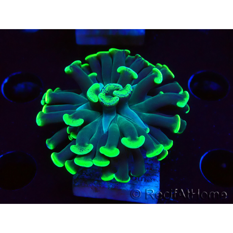 WYSIWYG Euphyllia paraancora (Acclimatato alla maricoltura sotto LED) 4C5