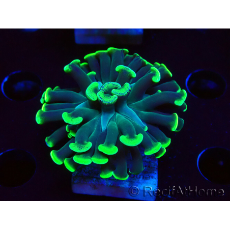 WYSIWYG Euphyllia paraancora (Mariculture acclimaté sous LED) 4C5