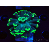 WYSIWYG Euphyllia paraancora (Acclimatato alla maricoltura sotto LED) 4C5