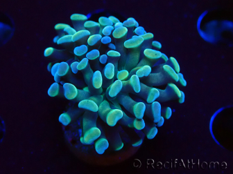 WYSIWYG Euphyllia paraancora (Mariculture acclimaté sous LED) 4C6