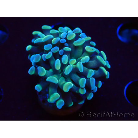 WYSIWYG Euphyllia paraancora (Maricoltura acclimatata sotto LED) 4C6