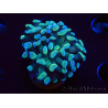 WYSIWYG Euphyllia paraancora (Maricoltura acclimatata sotto LED) 4C6