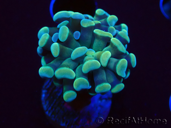WYSIWYG Euphyllia paraancora (Mariculture acclimaté sous LED) 4C6