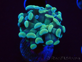 WYSIWYG Euphyllia paraancora (Maricultura aclimatada bajo LED) 4C6