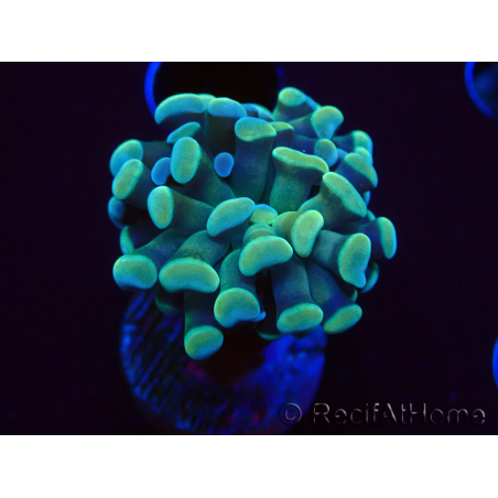 WYSIWYG Euphyllia paraancora (Mariculture acclimaté sous LED) 4C6