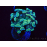 WYSIWYG Euphyllia paraancora (Mariculture acclimaté sous LED) 4C6