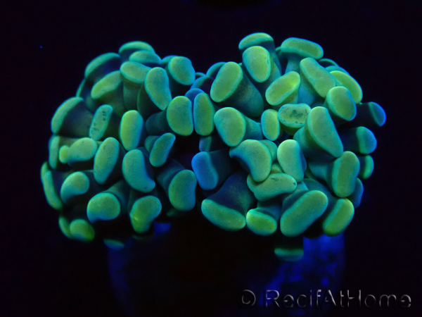WYSIWYG Euphyllia paraancora (Maricultura aclimatada bajo LED) 4C5