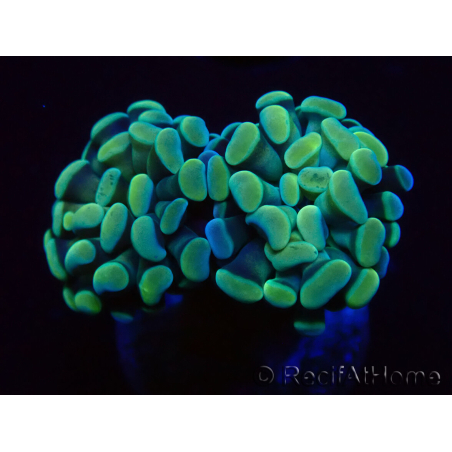 WYSIWYG Euphyllia paraancora (Maricultura aclimatada bajo LED) 4C5