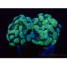 WYSIWYG Euphyllia paraancora (Acclimatato alla maricoltura sotto LED) 4C5