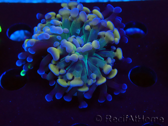 WYSIWYG Euphyllia paraancora (Maricoltura acclimatata sotto LED) 4C6