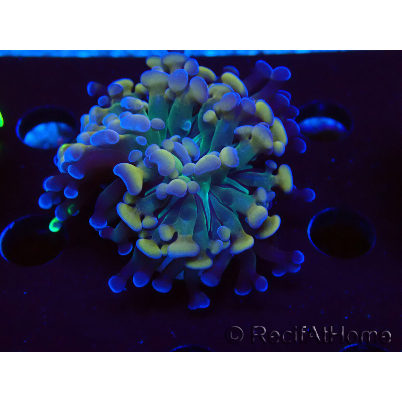 WYSIWYG Euphyllia paraancora (Maricoltura acclimatata sotto LED) 4C6