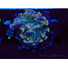WYSIWYG Euphyllia paraancora (Maricoltura acclimatata sotto LED) 4C6