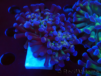WYSIWYG Euphyllia paraancora (Mariculture acclimated under LED) 4D1
