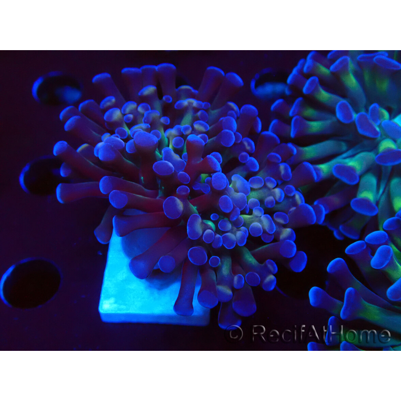 WYSIWYG Euphyllia paraancora (Mariculture acclimaté sous LED) 4D1