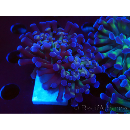 WYSIWYG Euphyllia paraancora (Mariculture acclimaté sous LED) 4D1