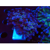 WYSIWYG Euphyllia paraancora (Mariculture acclimaté sous LED) 4D1