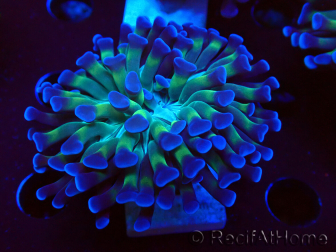 WYSIWYG Euphyllia paraancora (Marikultur akklimatisiert unter LED) 4D2