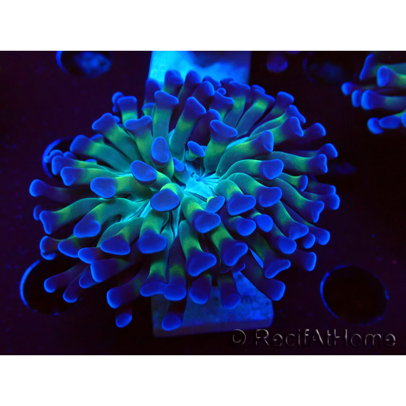 WYSIWYG Euphyllia paraancora (Maricoltura acclimatata sotto LED) 4D2