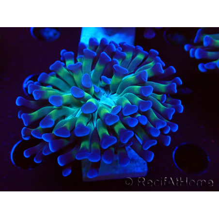 WYSIWYG Euphyllia paraancora (Mariculture acclimaté sous LED) 4D2