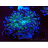 WYSIWYG Euphyllia paraancora (Maricoltura acclimatata sotto LED) 4D2