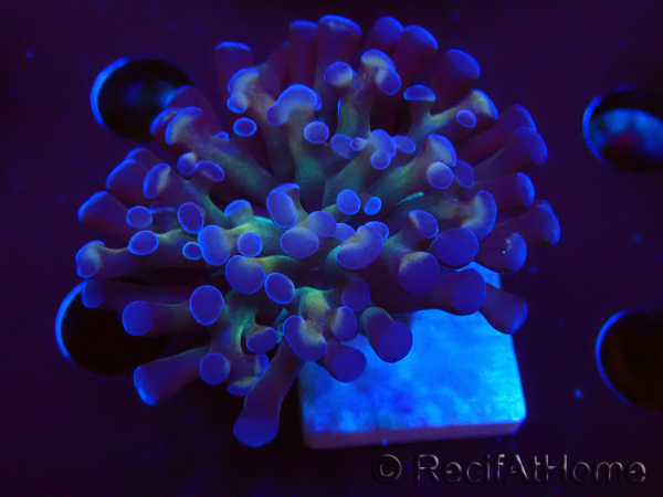 WYSIWYG Euphyllia paraancora (Maricoltura acclimatata sotto LED) 4D3