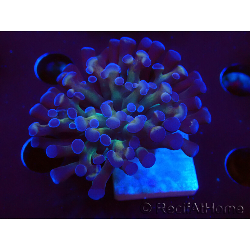 WYSIWYG Euphyllia paraancora (Mariculture acclimaté sous LED) 4D3