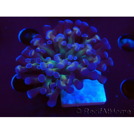 WYSIWYG Euphyllia paraancora (Mariculture acclimaté sous LED) 4D3