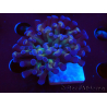 WYSIWYG Euphyllia paraancora (Maricoltura acclimatata sotto LED) 4D3
