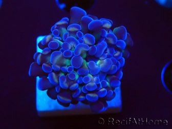 WYSIWYG Euphyllia paraancora (Aclimatado de maricultura bajo LED) 4D4