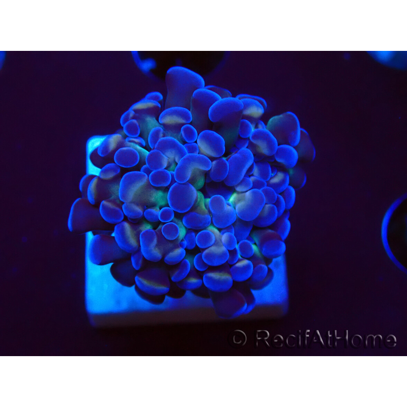 WYSIWYG Euphyllia paraancora (Marikultur unter LED akklimatisiert) 4D4