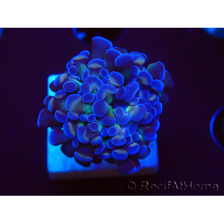 WYSIWYG Euphyllia paraancora (Marikultur unter LED akklimatisiert) 4D4