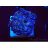 WYSIWYG Euphyllia paraancora (Mariculture acclimaté sous LED) 4D4