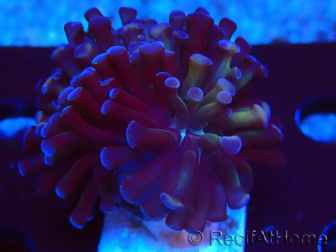 WYSIWYG Euphyllia paraancora (Maricultura aclimatada bajo LED) 4D5