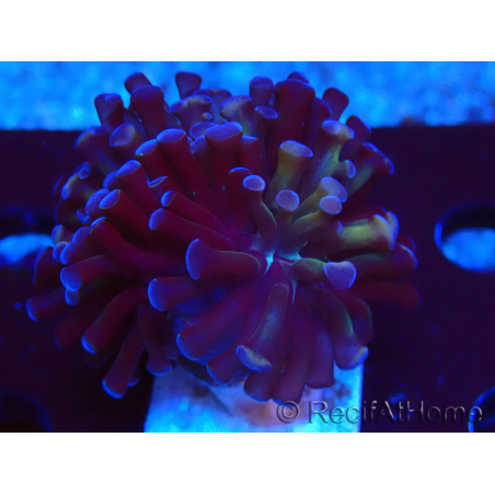 WYSIWYG Euphyllia paraancora (Mariculture acclimaté sous LED) 4D5