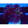 WYSIWYG Euphyllia paraancora (Mariculture acclimaté sous LED) 4D5